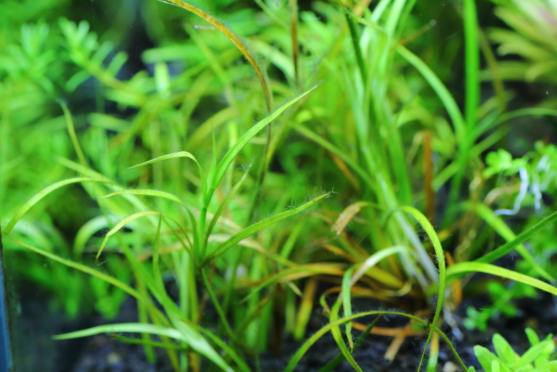植栽から22日目　ジュンクス レペンス